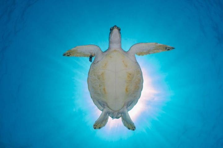 a turtle swimming under water