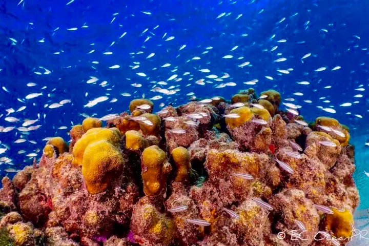 underwater view of a coral and fish