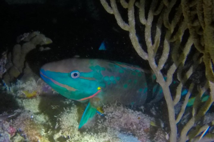 a fish swimming under water at night