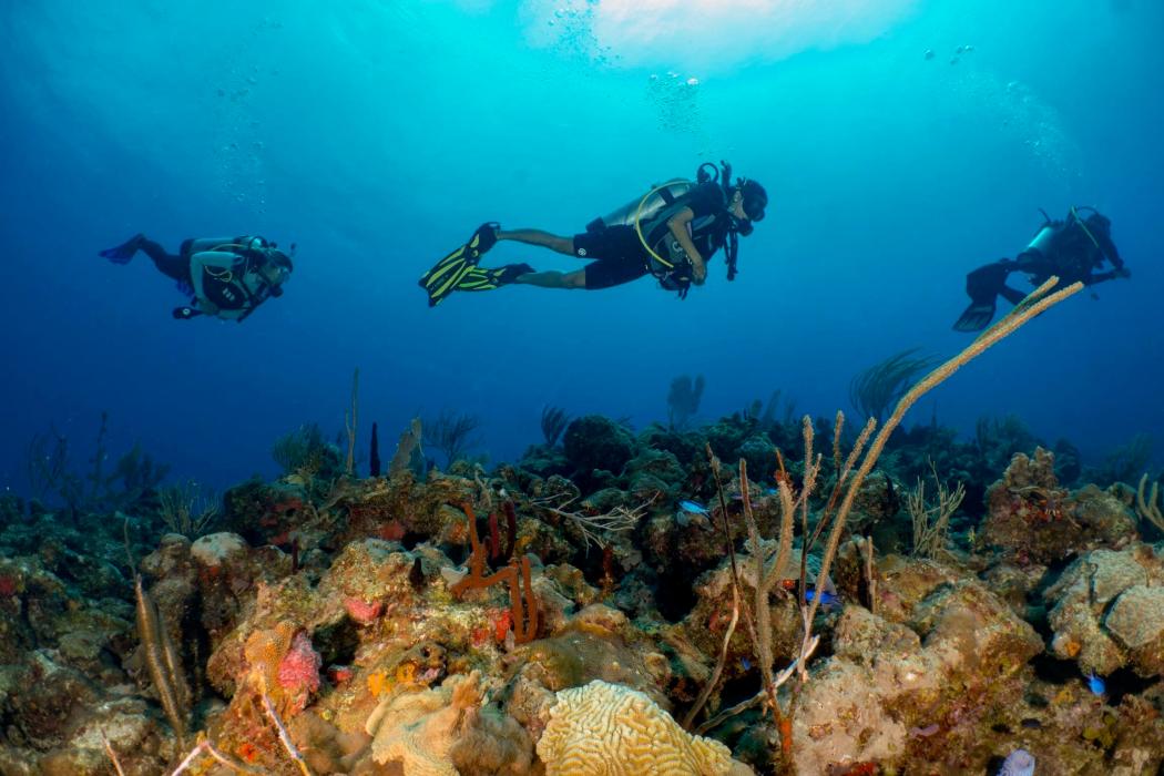 Culebra Reef Excursion | Sea Ventures Pro Dive Center