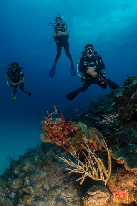 Vieques 2 Tank Dive Trip | Sea Ventures Pro Dive Center