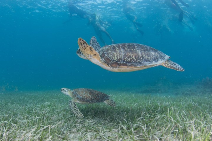 Two sea turtles swimming underwater with people snorkeling above.