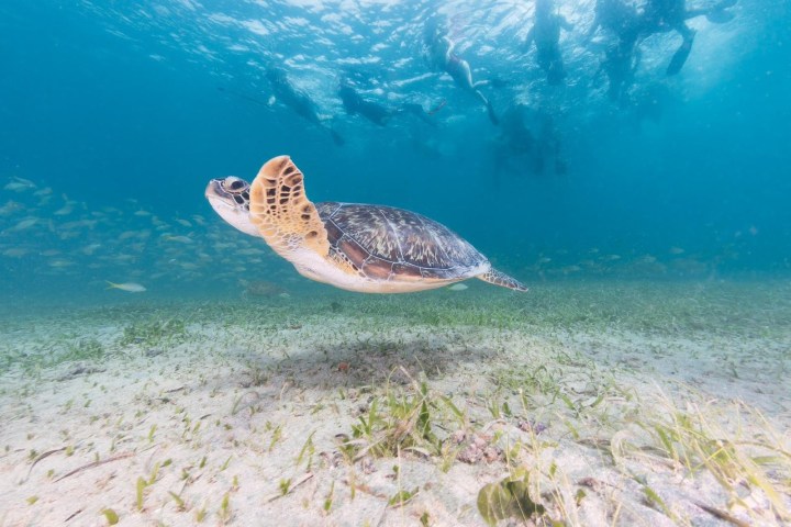 Underwater view of a sea turtle swimming with people snorkeling above.