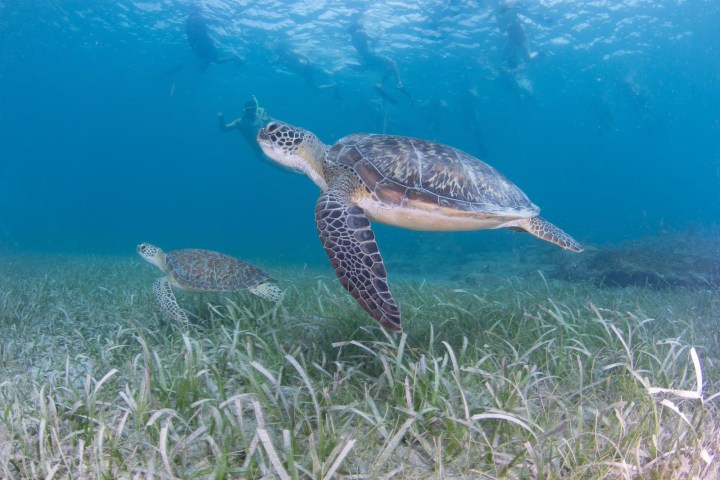 Two sea turtles swimming over seagrass, with divers in the background underwater.